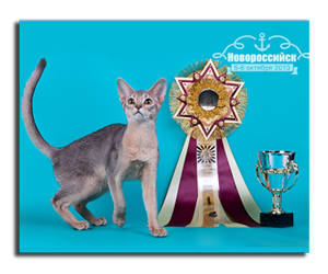 Абиссинский котенок