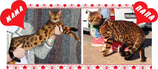 Ely and D-JOHNNY GOLD ELITE PERSON