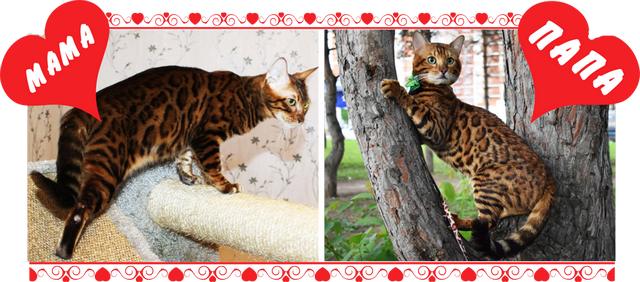 lakki i jonni 2 pomet