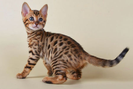 Grandmur Jaroslava111