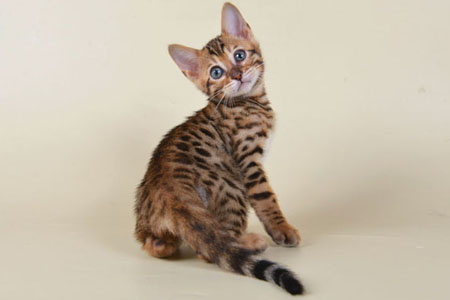 Grandmur Jaroslava222