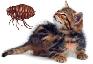 котенок и блоха