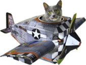 dostavka nashih kotyat samolet