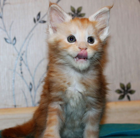 Harley Davidson 1 mo