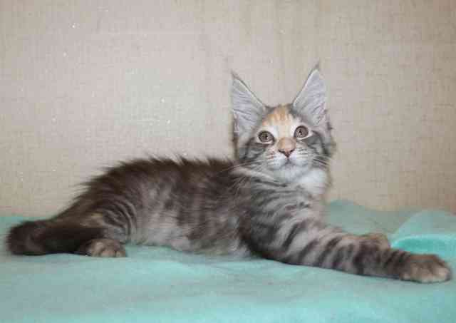 danya