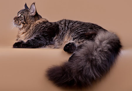 pomet na F para1 2014