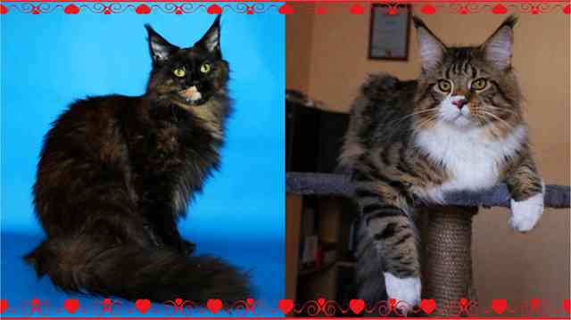 sneginka honey  para