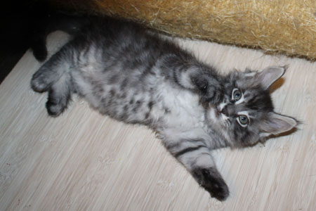 GRANDMUR SHERIDAN 11