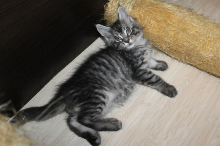 GRANDMUR SHERIDAN 12