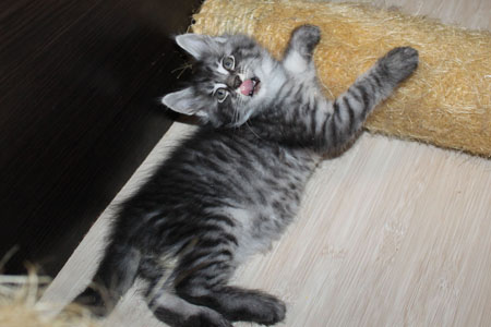 GRANDMUR SHERIDAN 13