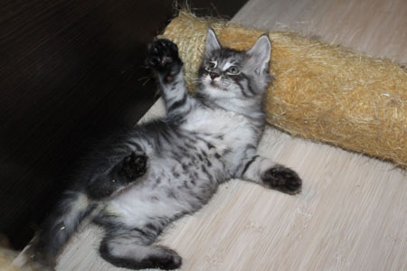 GRANDMUR SHERIDAN 14