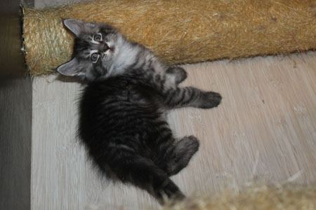 GRANDMUR SHERIDAN 15