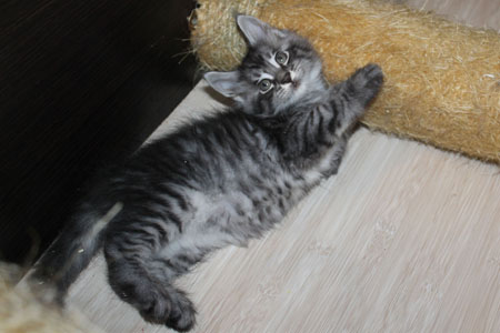 GRANDMUR SHERIDAN 16