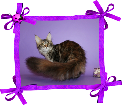 мейн кун альфа