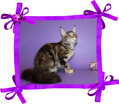 мейн кун арабеска