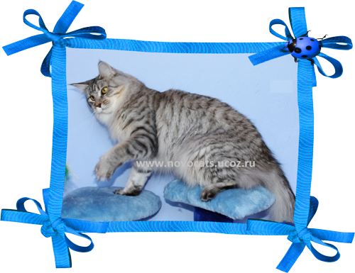 мейн кун кошка Ангел