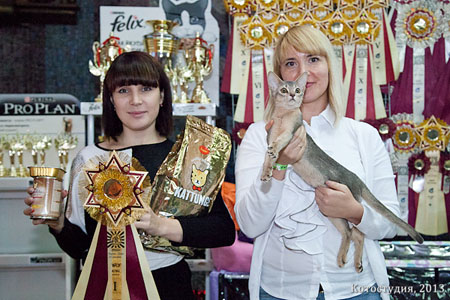 Arabeska голубой абиссинский котенок