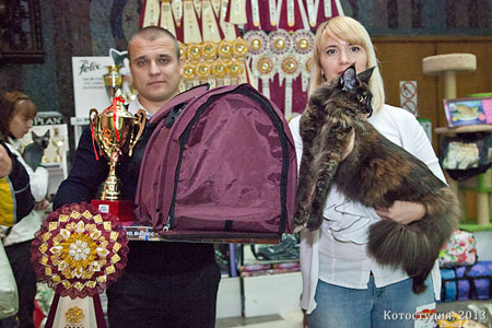 Кошка мейн кун призер