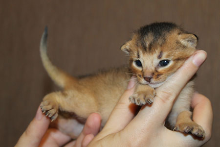 Абиссинский котенок