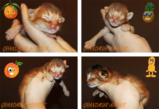 aby pomet na a news 04-01-2015