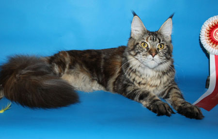 Grandmur Alfa Star Anapa