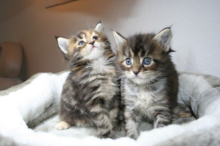 два мейн куна