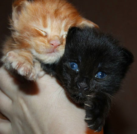 news pomet coon na D 2015