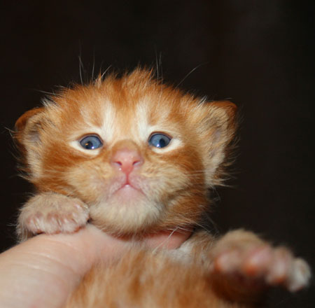 news pomet coon na D 2015 1