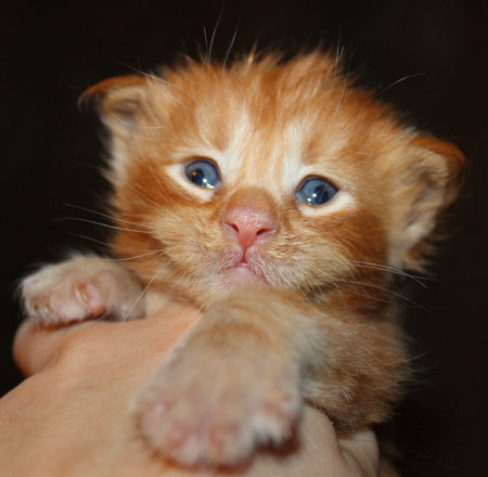 news pomet coon na D 2015 2