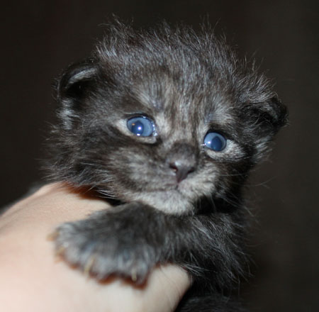 news pomet coon na D 2015 3