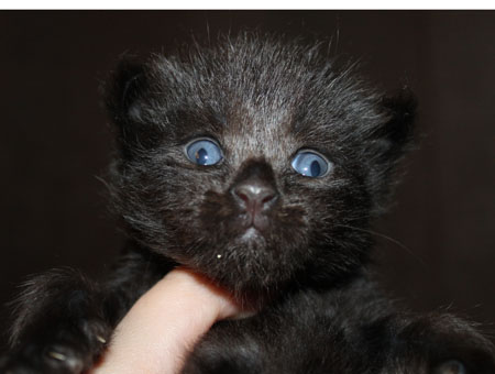 news pomet coon na D 2015 4