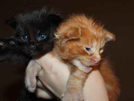 news pomet coon na D 2015 5