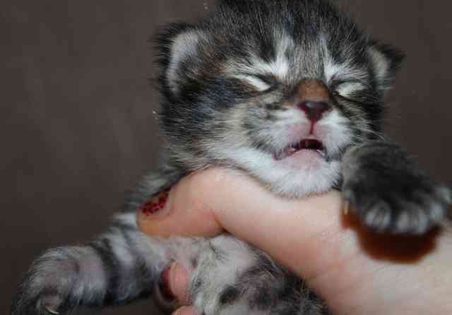 котенок мейн кун 1 день