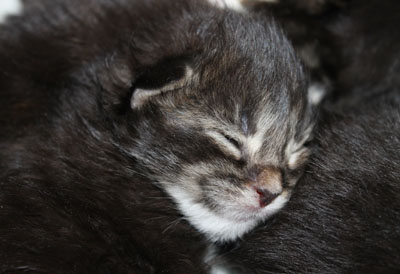 новорожденный кун