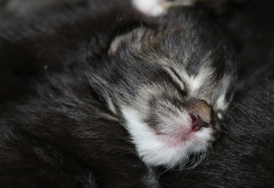 мейн кунёнок однодневный