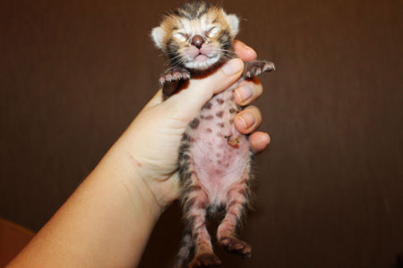 news ben 03.12.2014 dev1