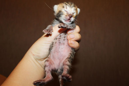 news ben 03.12.2014 dev2