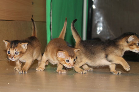 абиссинские котята