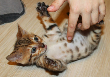 бенгальский котенок на продажу