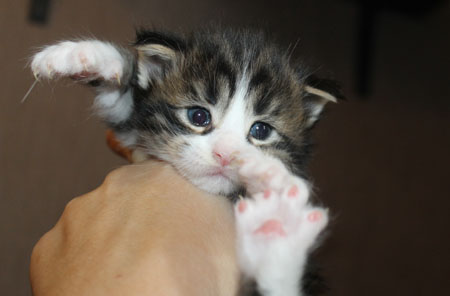 мейн кун котенок