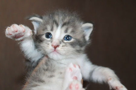 продажа котенка мейн кун