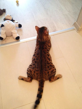 kris news 3