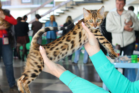 Zvezda news 14 15 03 15