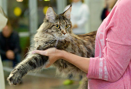 news 2015 vistsvka 17 18 oct11