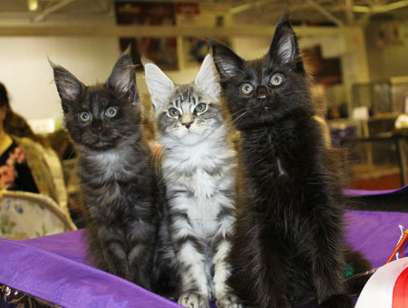 news AFC march 2016 1