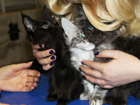 news AFC march 2016 2