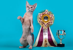 котенок шоу класса