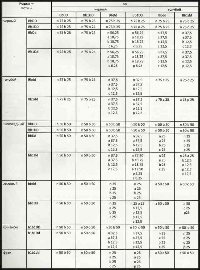 Расчет окраса потомства от кота и кошки сплошных окрасов включая шоколад, лилак, циннамон и фавн в сочетании с красным