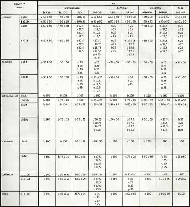 Расчет окраса потомства от кота и кошки сплошных окрасов включая шоколад, лилак, циннамон и фавн в сочетании с красным
