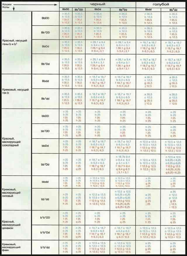Расчет окраса потомства от кота и кошки сплошных окрасов включая шоколад, лилак, циннамон и фавн в сочетании с красным. таблица 3
